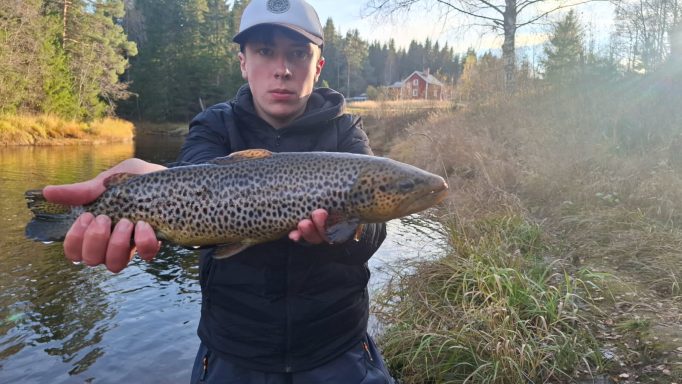 Bachforelle Bachforelle